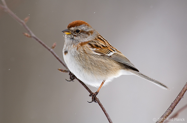 American Tree Sparrow, (Spizella arborea) Spring, Michigan